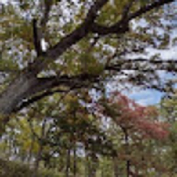 honeylocust11
